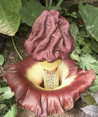 /dateien/uh28902,1161861757,Amorphophallus400