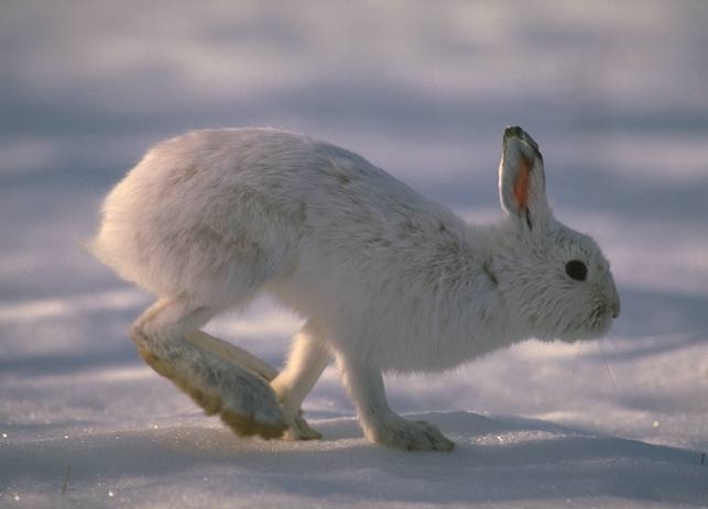 /dateien/uh28902,1163528304,schneehase