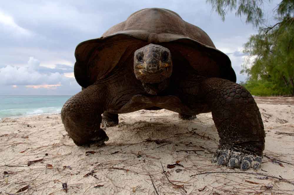 /dateien/uh28902,1163862721,Aldabrareuzenschildpad