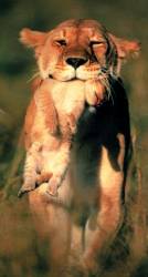 /dateien/uh28902,1167230579,lion with baby