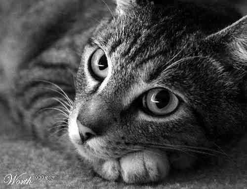 /dateien/uh28902,1171130694,cat