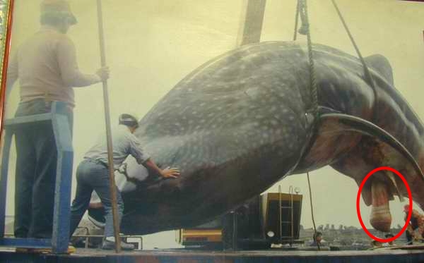 /dateien/uh34622,1173047025,whale