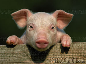 /dateien/uh34622,1174411096,ferkel