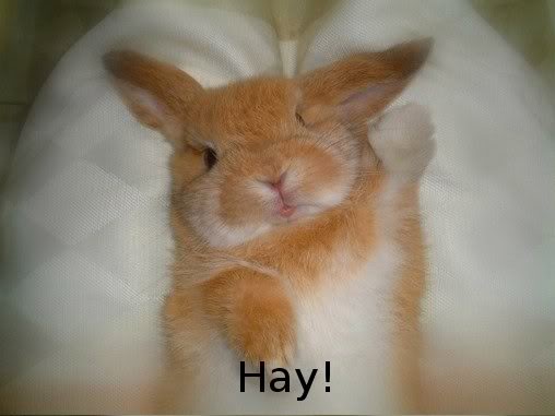/dateien/uh41119,1198093762,rabbit1