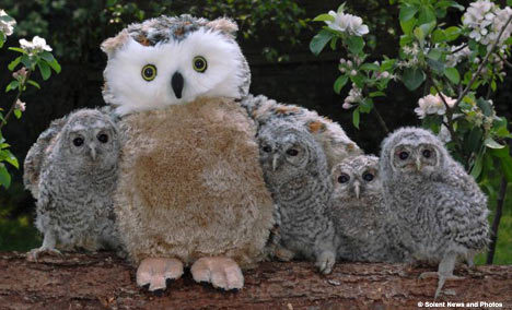 /dateien/uh41119,1201645881,owlsslnt0305 468x284