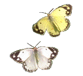 /dateien/uh42452,1205122756,schmetterlingeoc1