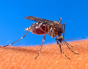 /dateien/uh42452,1236335165,300px-Aedes aegypti biting human