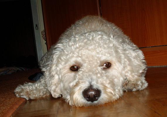 /dateien/uh51630,1264437664,georgie7
