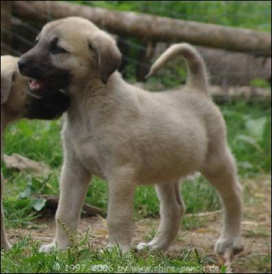 /dateien/uh56624,1259823806,Sivas Kangal Welpe Ruede