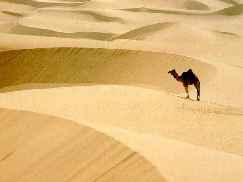 /dateien/uh56636,1253334265,sahara