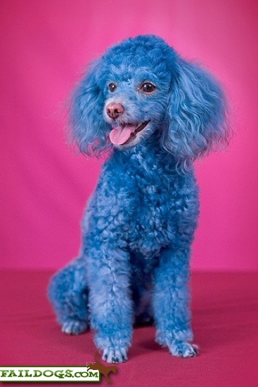 /dateien/uh58683,1260574459,bluepuppy-P