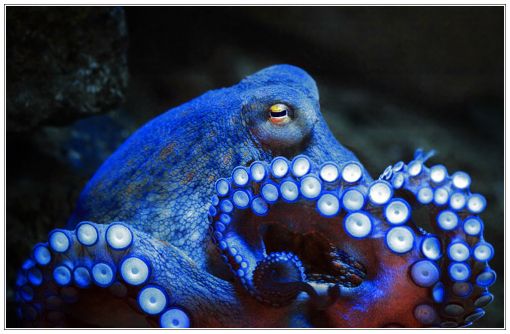 /dateien/uh58683,1291985584,Octopus-vulgaris-Gemeiner-Tintenfisch-Gemeiner-Krake-Schwarz-510x510