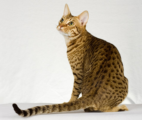 /dateien/uh60450,1284327161,Ocicat11