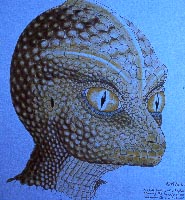 /dateien/uh60450,1290164489,reptilian draw2