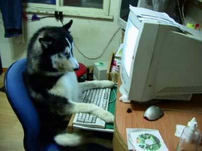 /dateien/uh60450,1292358558,RealinternetWolf-small