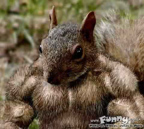/dateien/uh61505,1269715824,body-build-squirrel