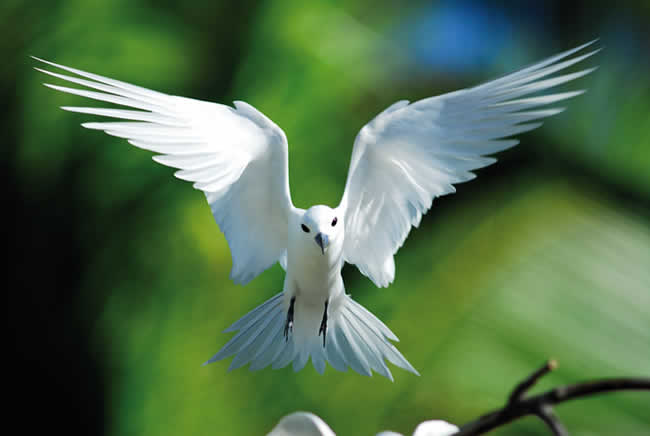 /dateien/uh61746,1270454666,seychellen-fregatte-vogel-im-flug-650