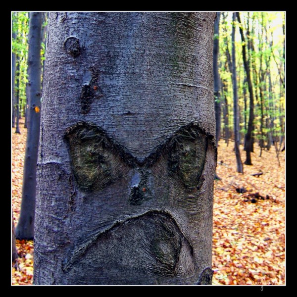 /dateien/uh61997,1271762467,5.-Angry-Tree-600x600