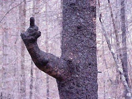 /dateien/uh61997,1271762497,3.-Finger-Tree