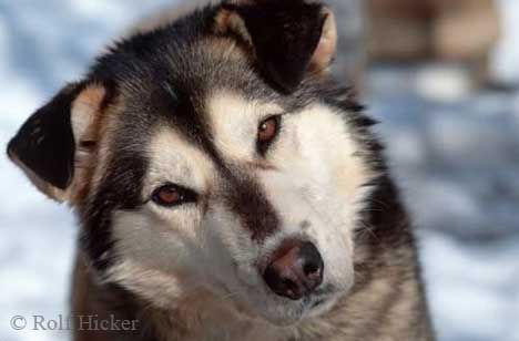 /dateien/uh63853,1278251902,alaskan-huskies 257