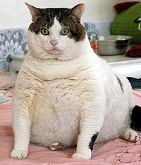 /dateien/uh66017,1284896186,fette katze