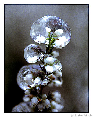 /dateien/uh69784,1295758188,Eisblume weiss