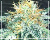 /dateien/vo54899,1254021811,whitewidow