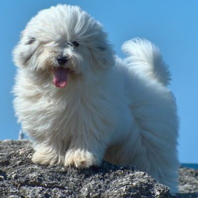 /dateien/vo69103,1293755042,coton de tulear