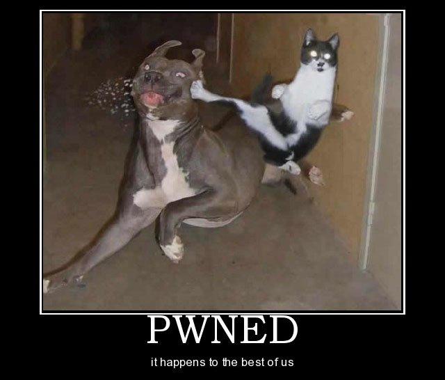 cat-owned-dog-owns-rcm960x0