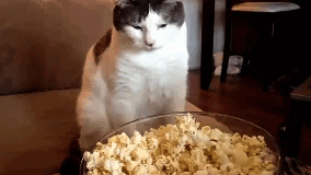 giphy 5