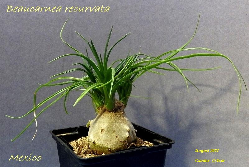  KK 6727 Beaucarnea recurvata 1