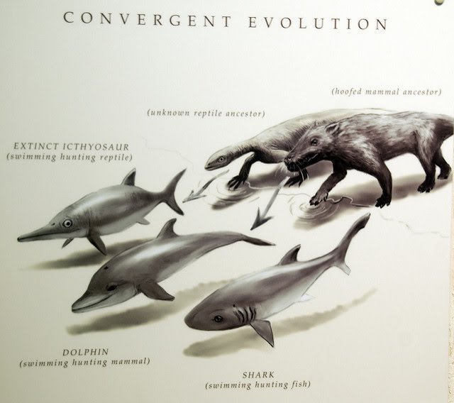 Difference-Between-Convergent-and-Diverg