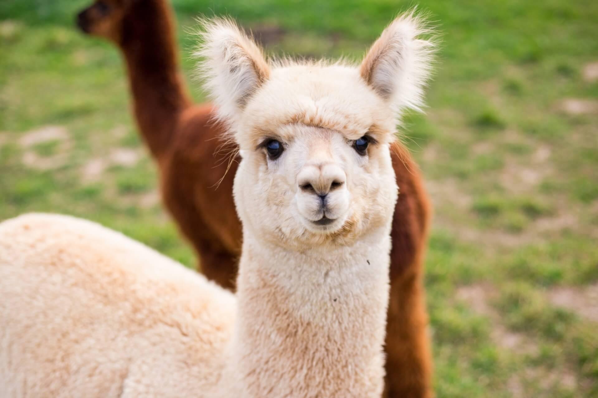 Alpakas-shutterstock 1216392520
