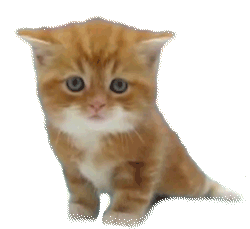little cat iii by luisbc-d5xtdbe 3