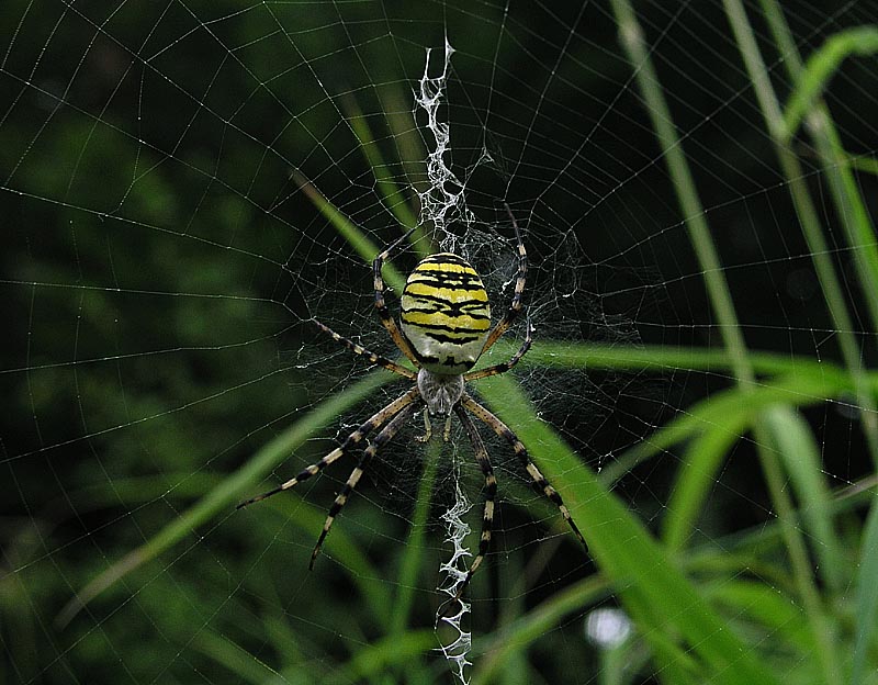 Argiope-bruennichi-040806-800-2