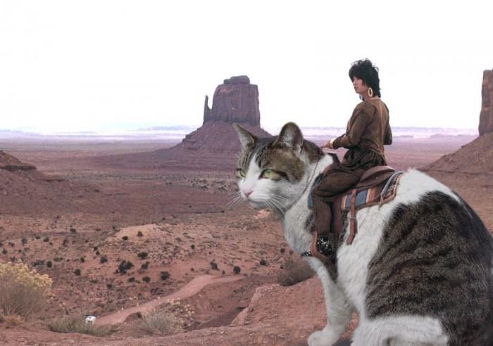 cat-rider-700x492