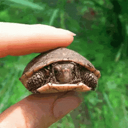 schildkrte