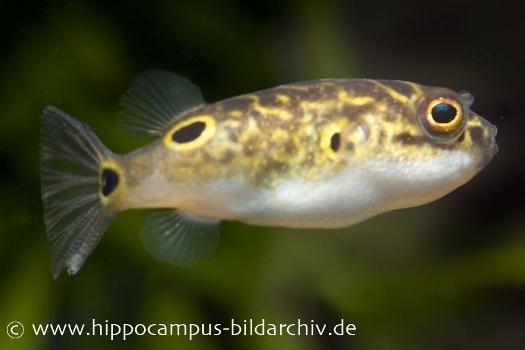 8923-Augenfleck-Kugelfisch--Tetraodon-bi