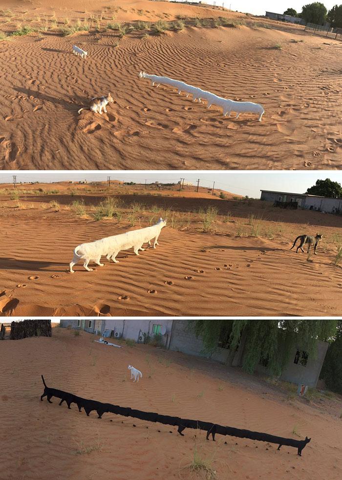 panorama-pictures-photobombed-by-animals