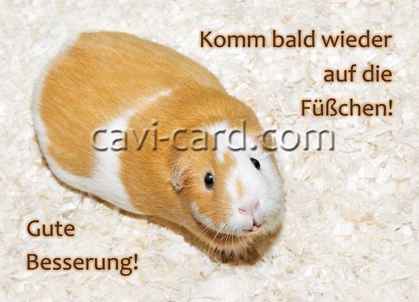 meerschweinchen-postkarte gute besserung