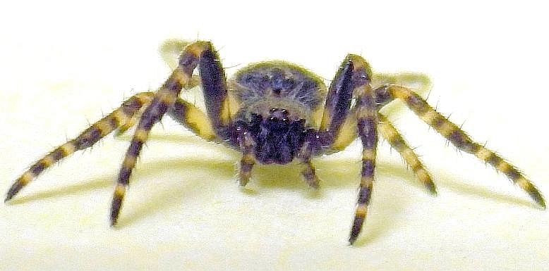  KK Spider