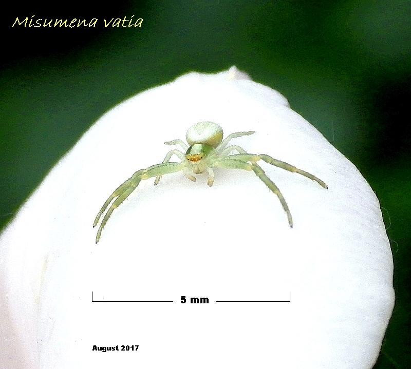  KK 6597 Misumena kl 1