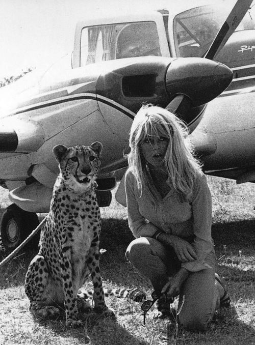 a bb und gepard 2