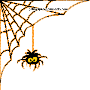 spinne 0182