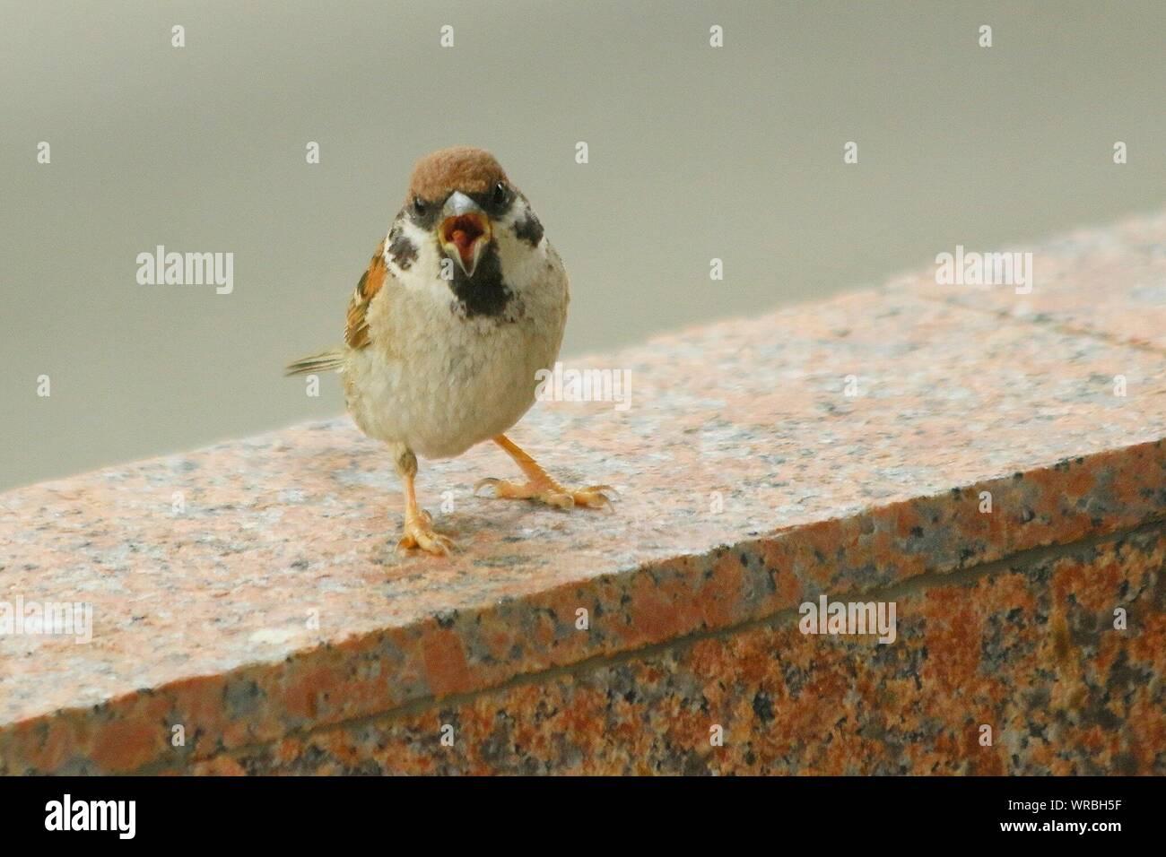nahaufnahme-der-verargerten-sparrow-auf-