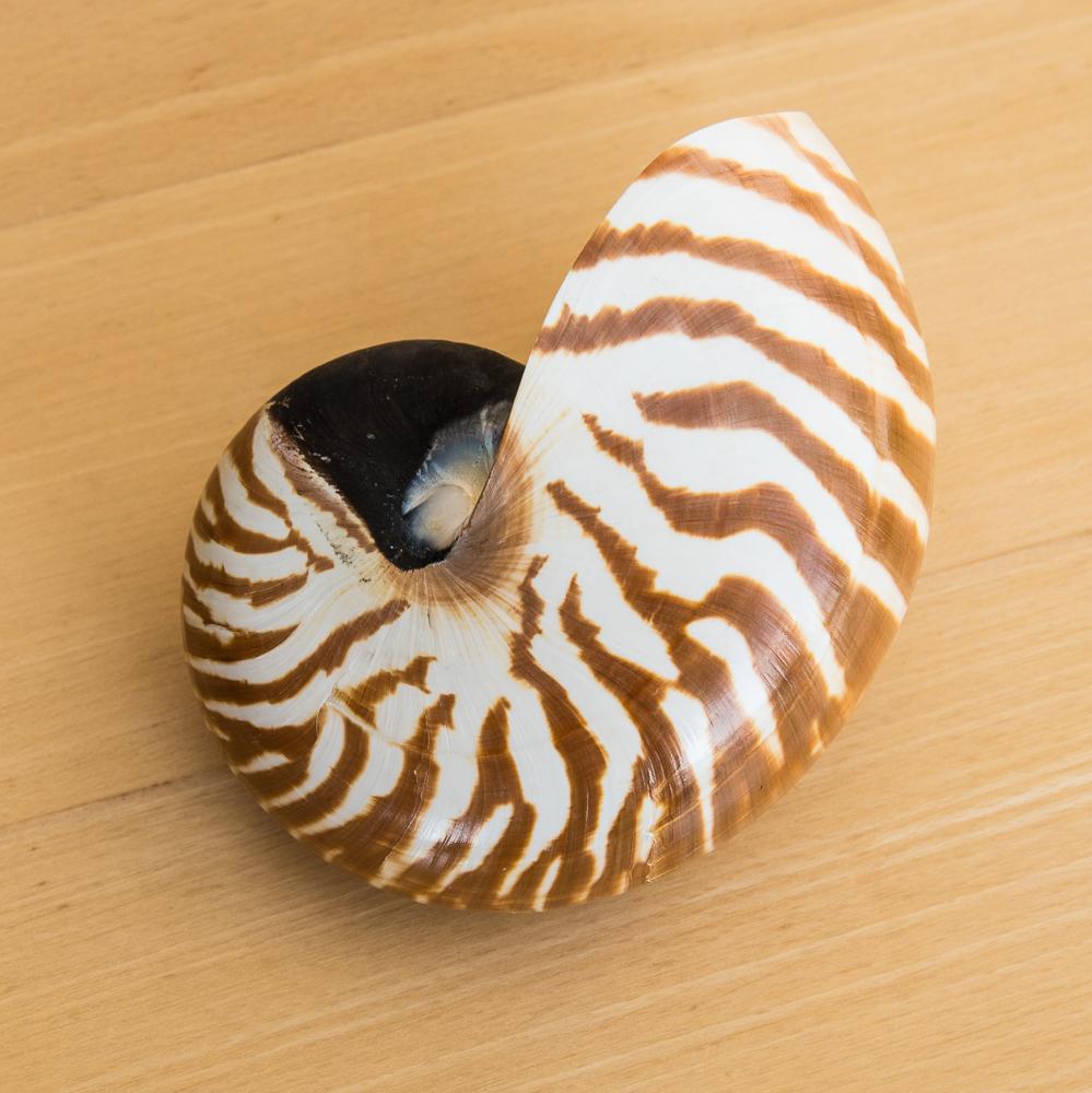 nautilus 1 von 2