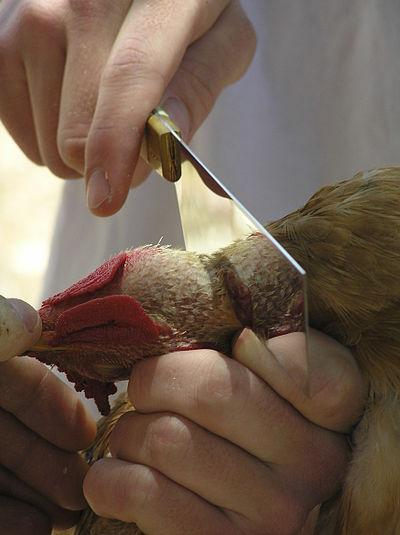 400px-Shechita
