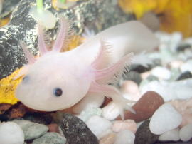 Axolotl