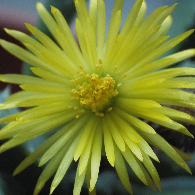 KK 0144 Carruanthus