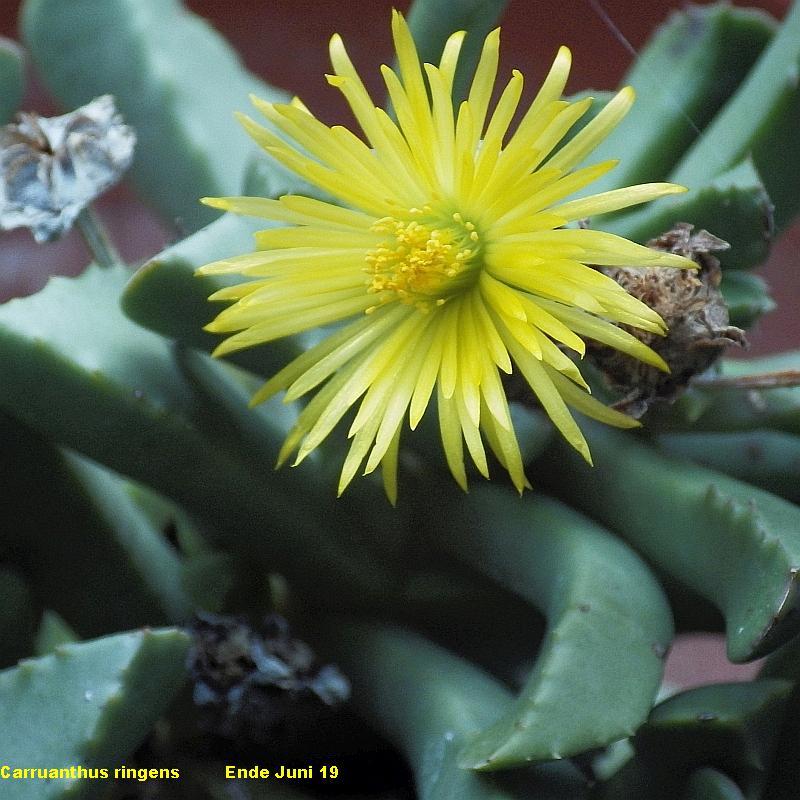 KK 0143 Carruanthus